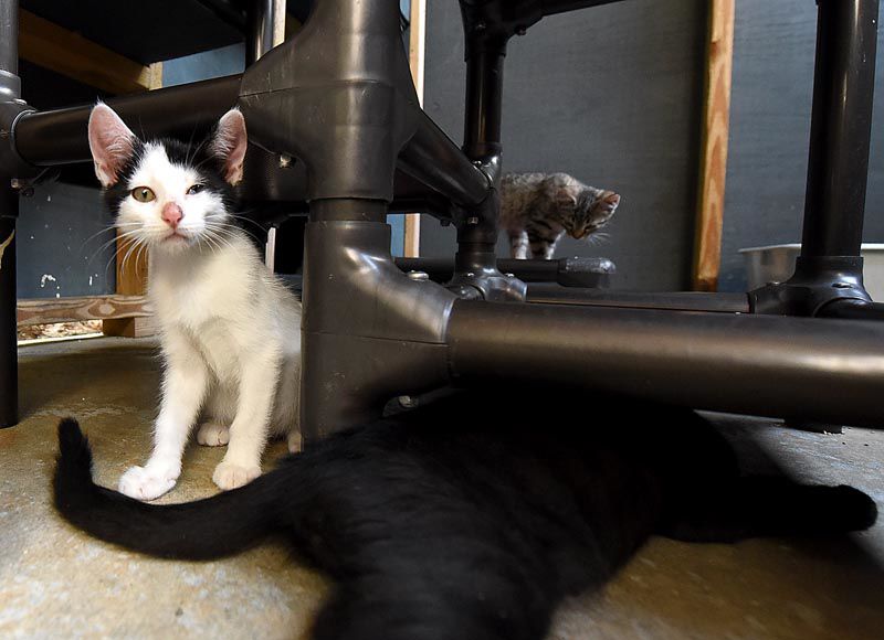 Wiregrass Humane Society accepts kittens after tragedy